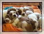 s�odkie, szczeniaki, Springer spaniel walijski